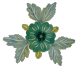 primula