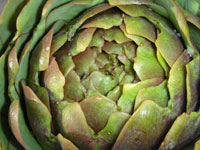 Artichoke