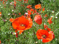 Poppies
