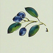 Olives Nico