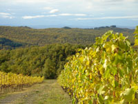 Chianti landscape